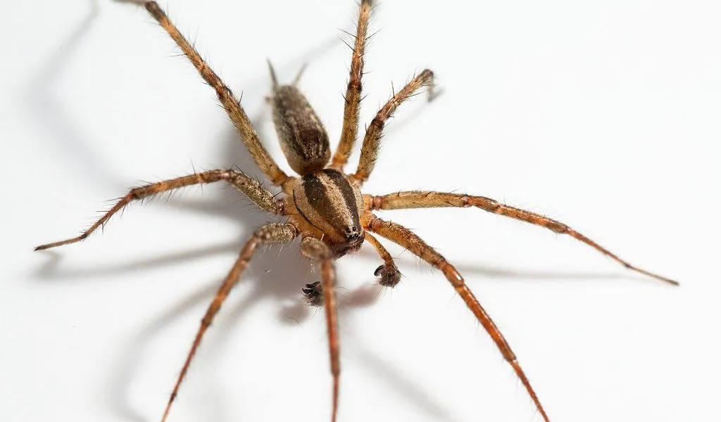 24079 tarantula vs funnel web spider 3