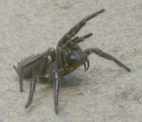 24079 tarantula vs funnel web spider 5