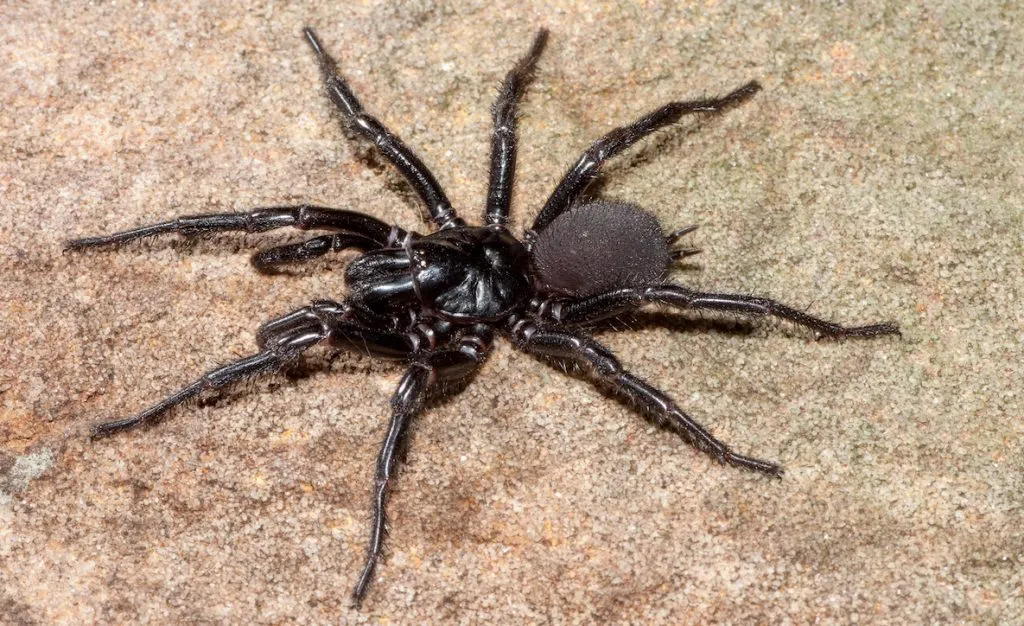 24079 tarantula vs funnel web spider 6