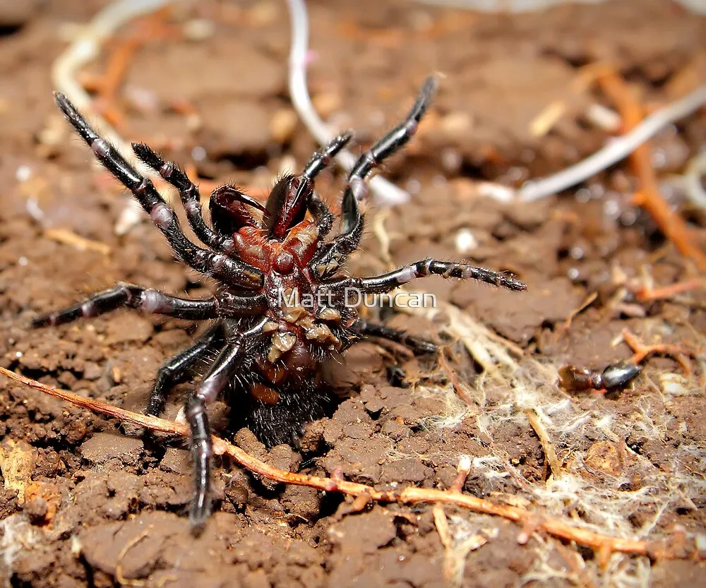 /img/24079-tarantula-vs-funnel-web-spider-7.webp