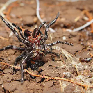 /img/24079-tarantula-vs-funnel-web-spider-7.webp