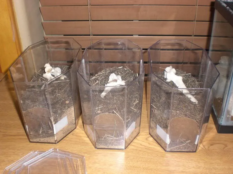24083 cleaning tarantula enclosure