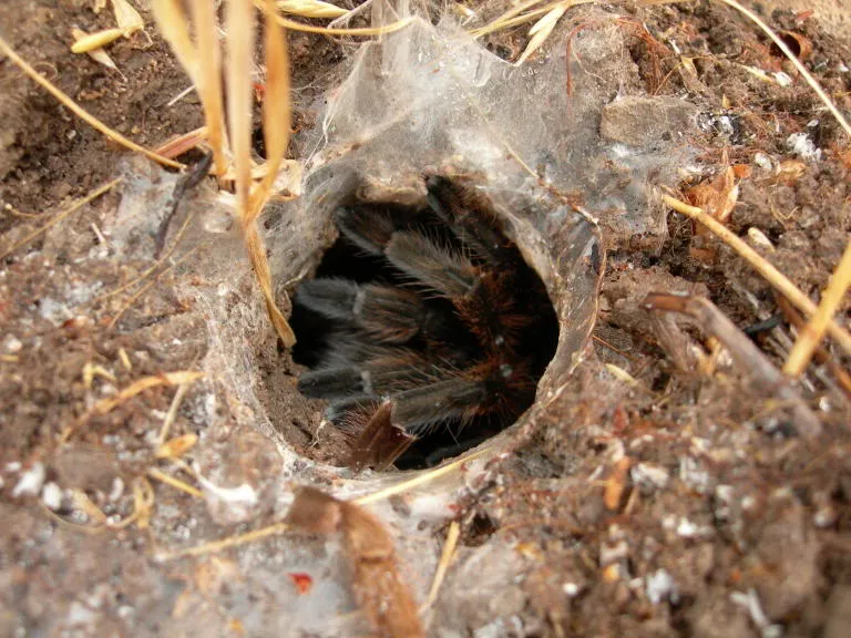 /img/24083-healthy-tarantula.webp
