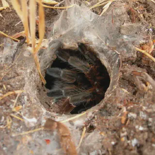 /img/24083-healthy-tarantula.webp