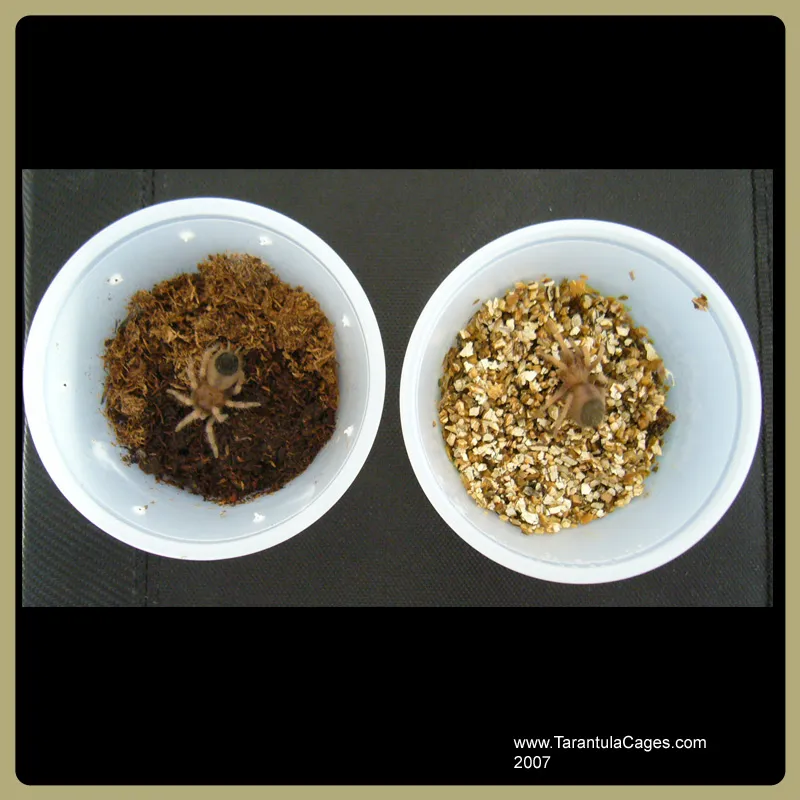 24083 peat moss substrate