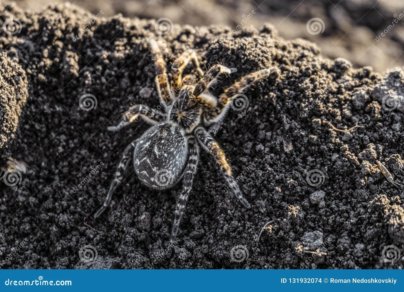 24083 tarantula in habitat