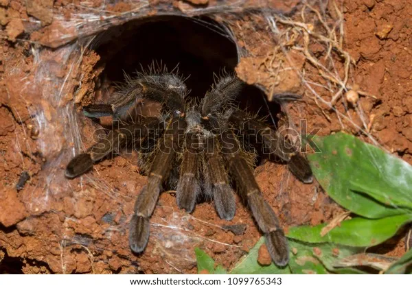 24083 tarantula soil mixture