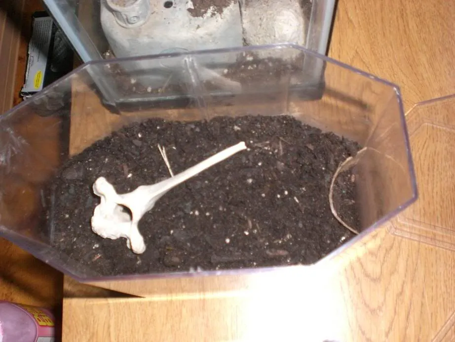 24083 watering tarantula enclosure