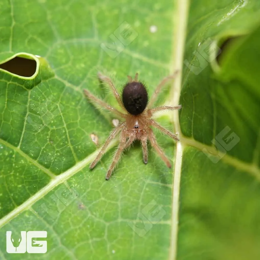 24084 chaco golden knee tarantula feeding