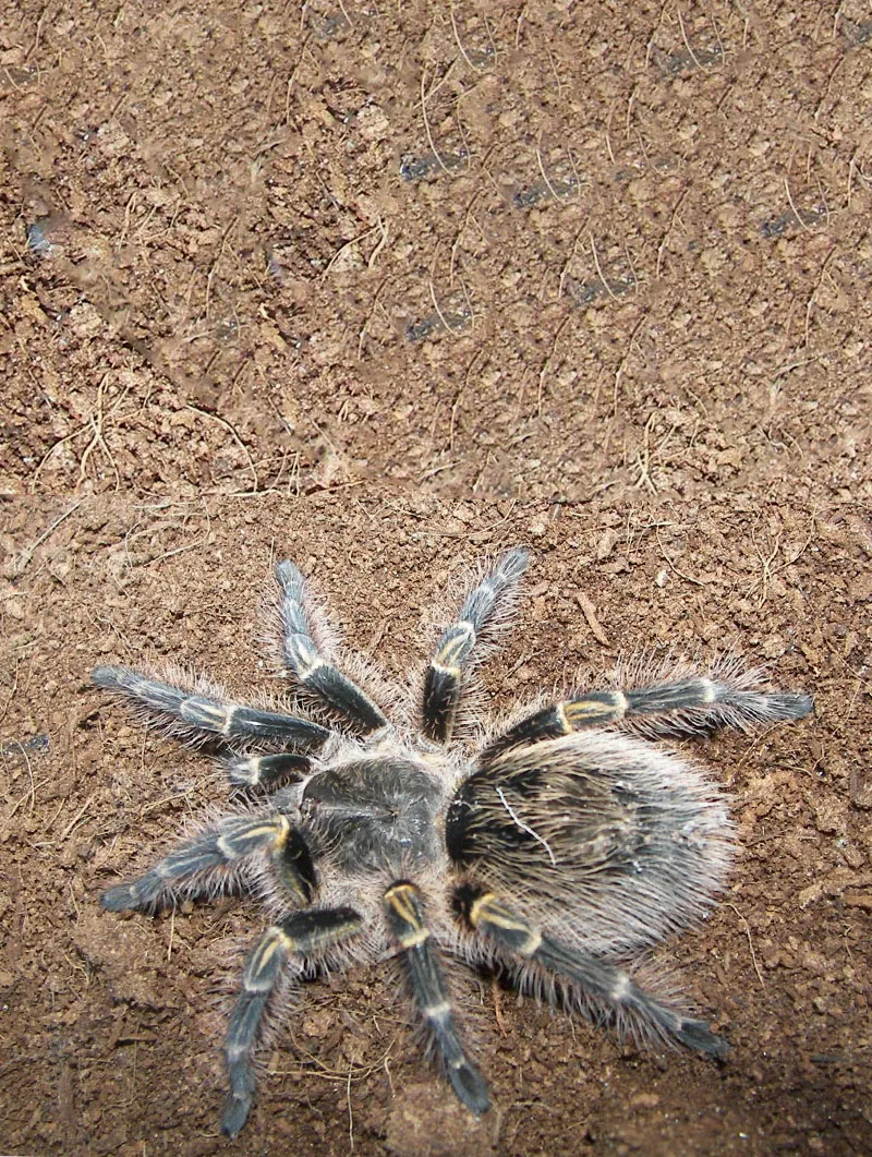 24084 chaco golden knee tarantula handling