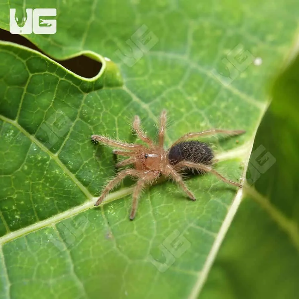 24084 chaco golden knee tarantula health