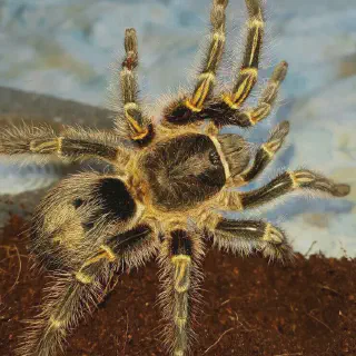 /img/24084-chaco-golden-knee-tarantula-legal.webp