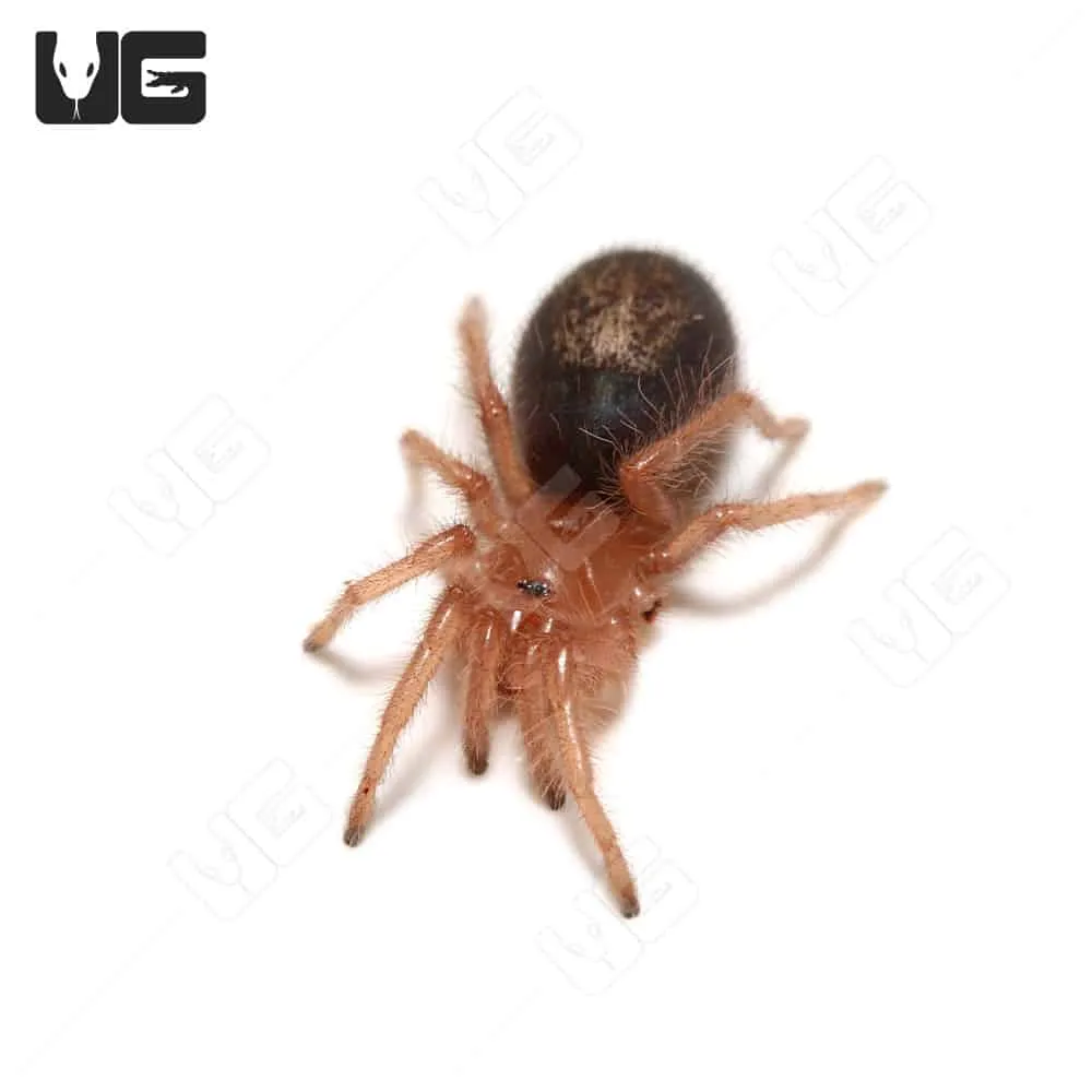 24084 chaco golden knee tarantula online