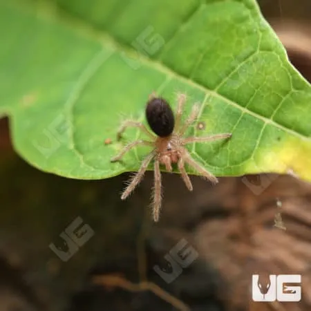 24084 chaco golden knee tarantula substrate