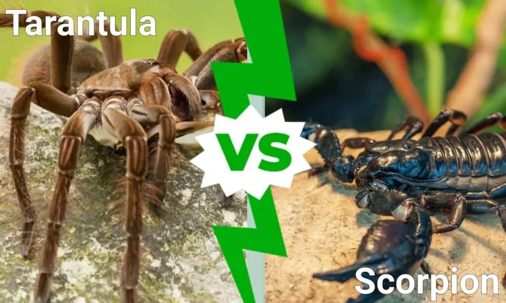 24085 tarantula size