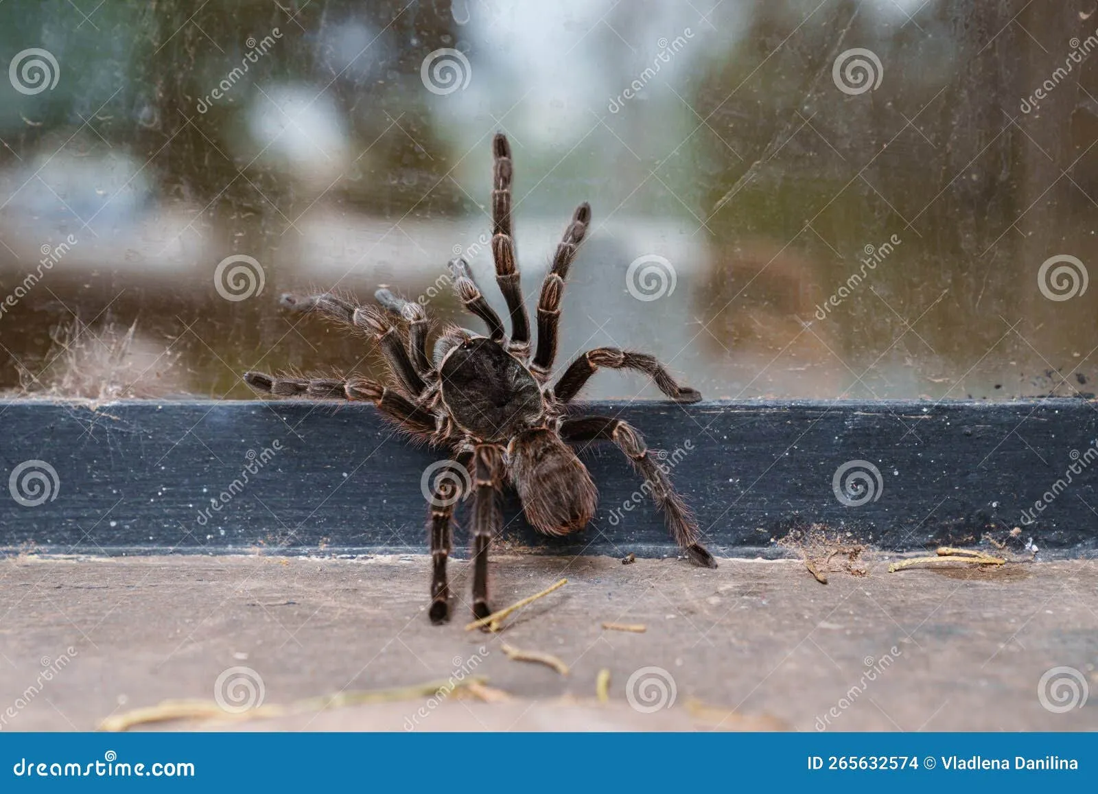 24086 tarantula enclosure