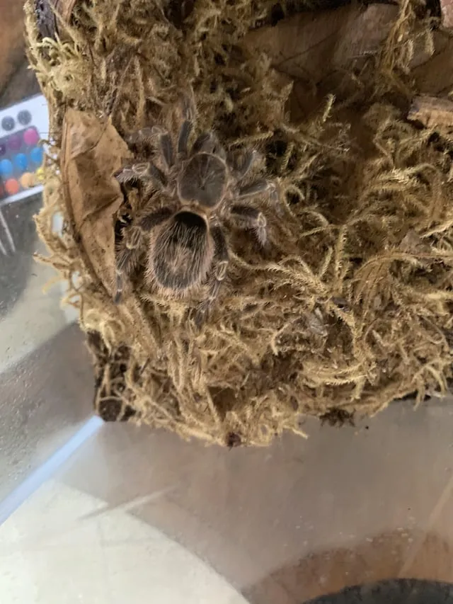 24086 tarantula hiding