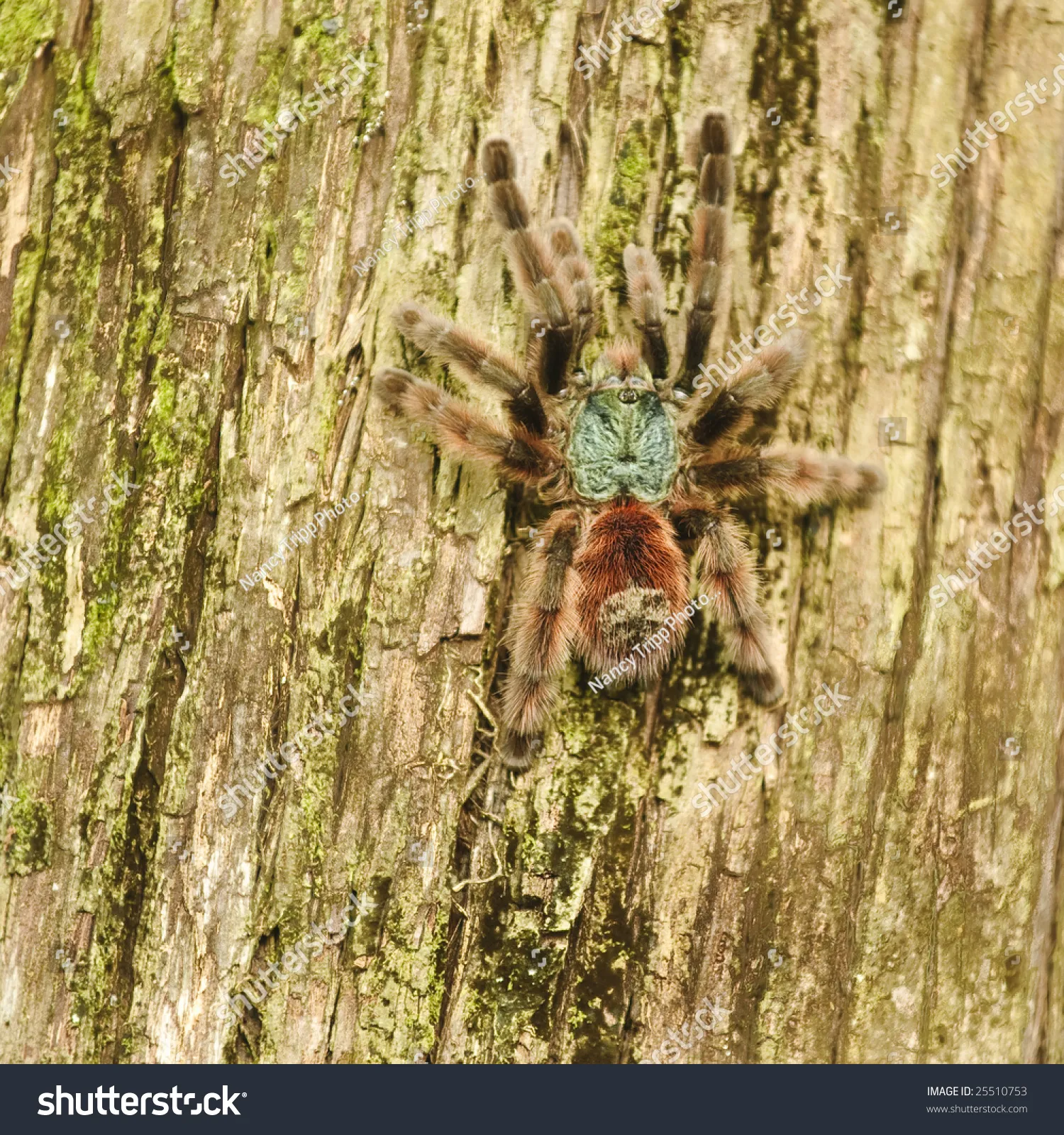 24086 tarantula molting