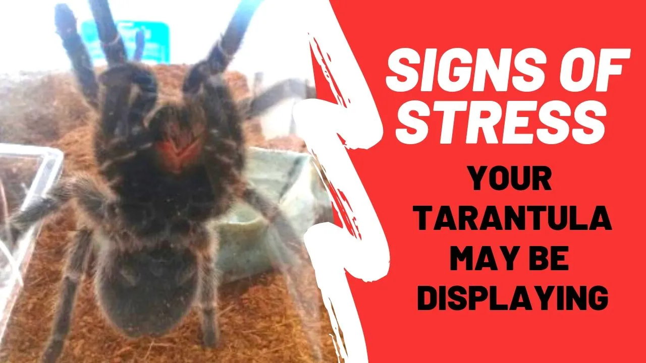 /img/24086-tarantula-monitor.webp