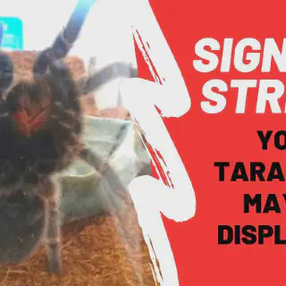 /img/24086-tarantula-monitor.webp