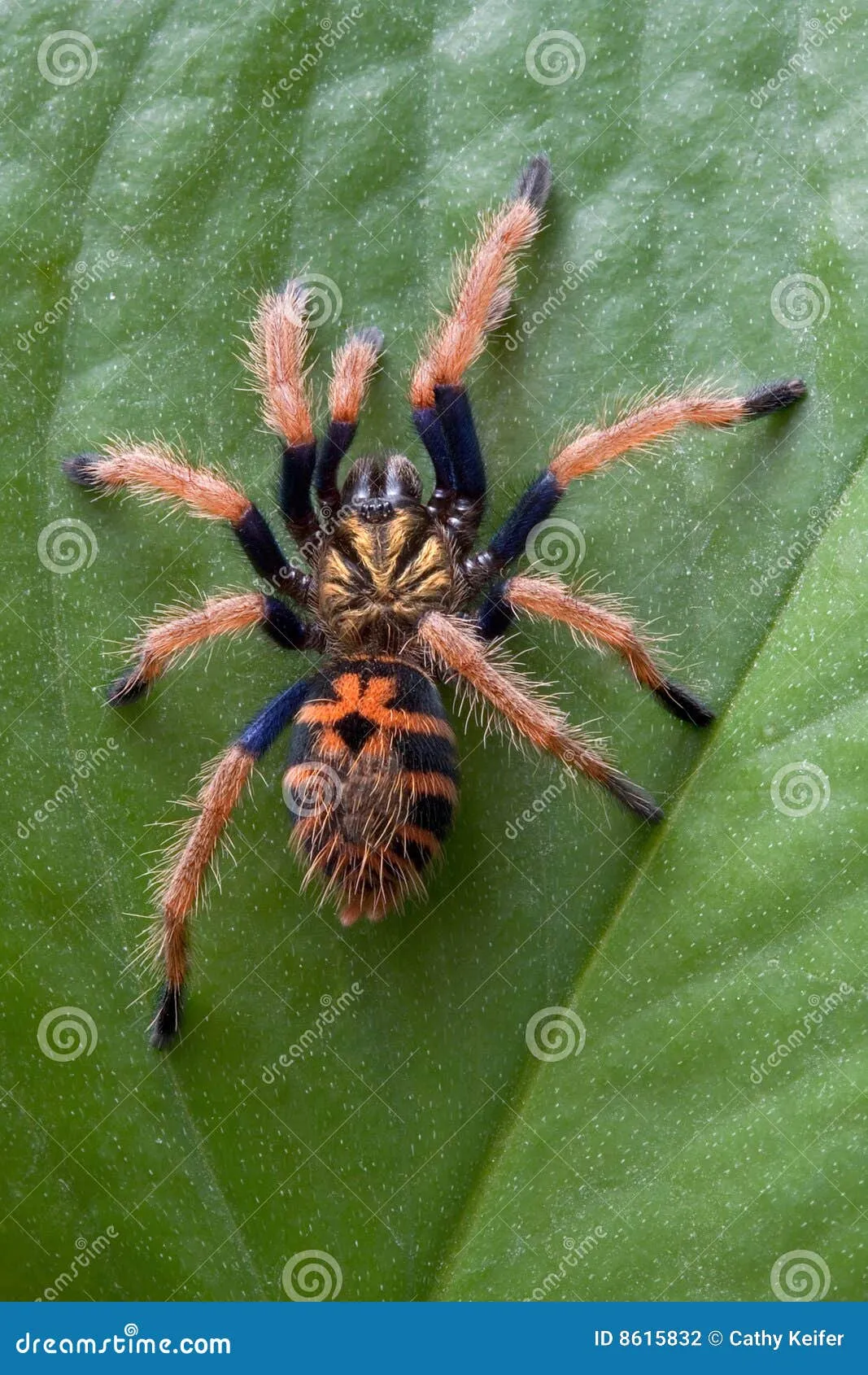 24086 tarantula stress