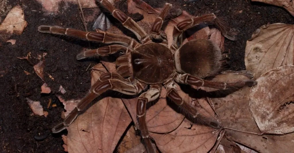 24087 pet tarantula feeding