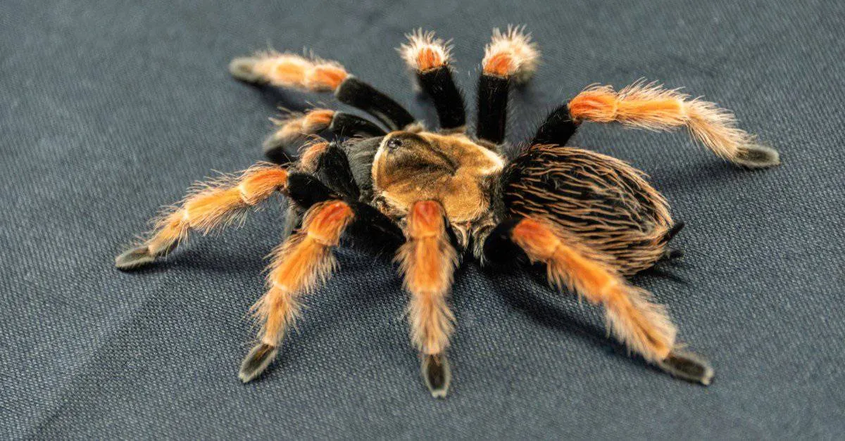 /img/24087-tarantula-molting.webp