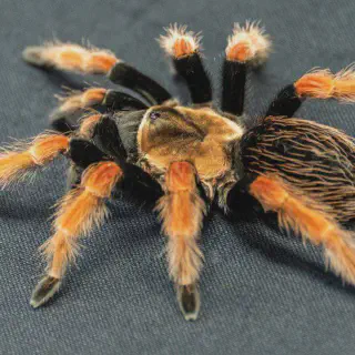 /img/24087-tarantula-molting.webp