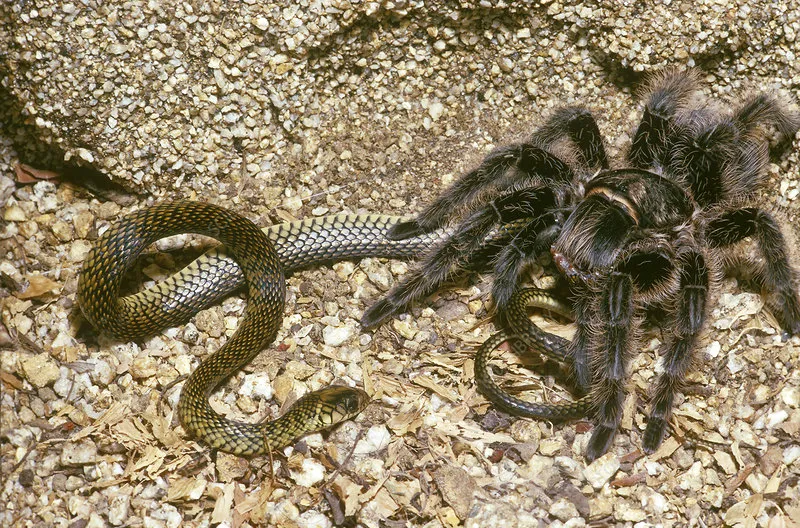 24087 tarantula prey