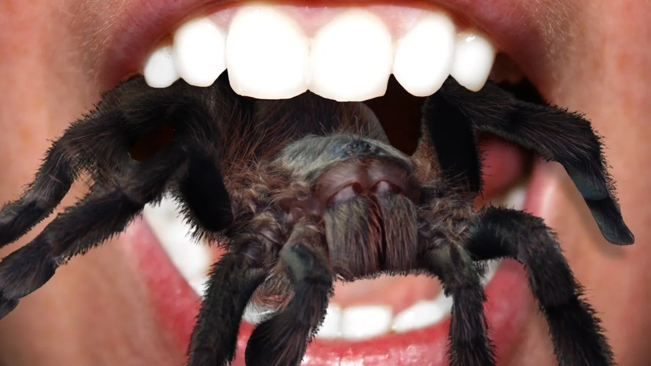 24087 tarantula venom