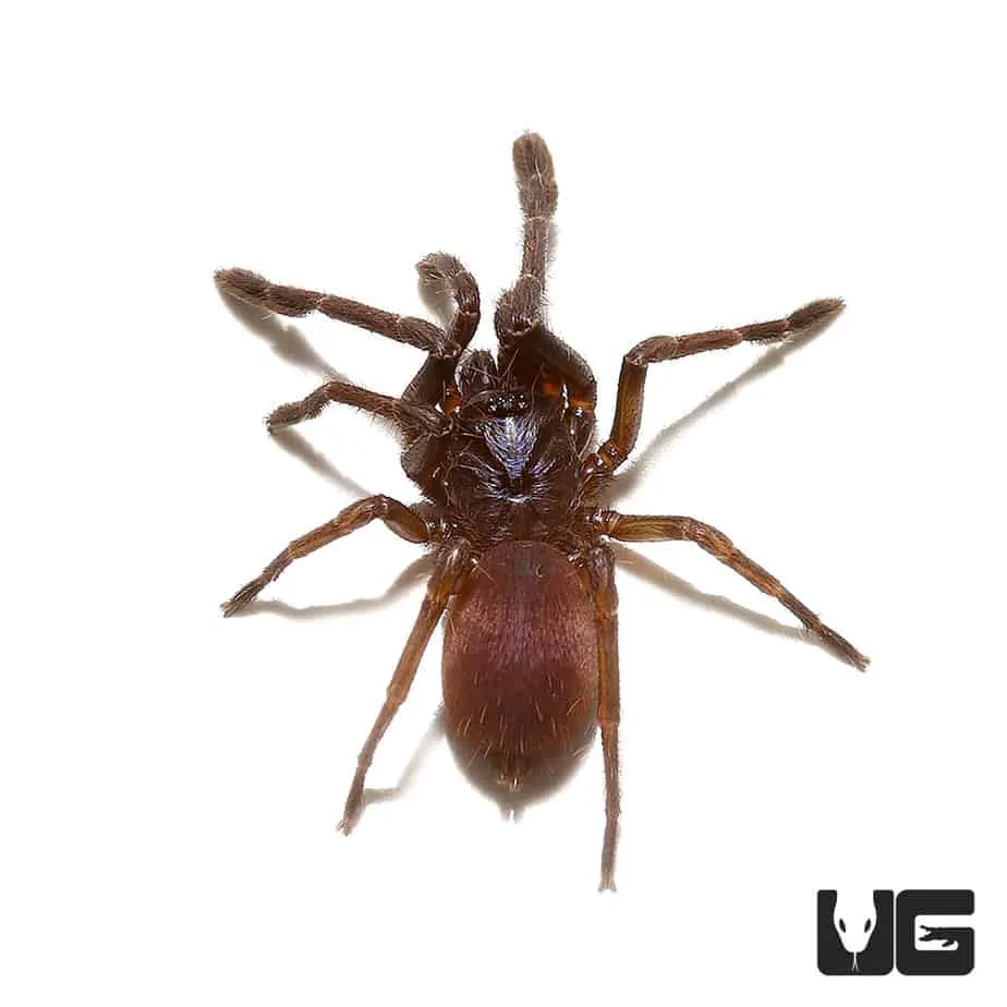 24089 psychedelic earth tiger tarantula 2