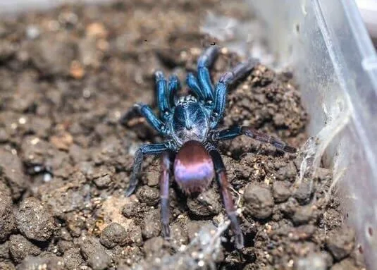 24089 psychedelic earth tiger tarantula 3