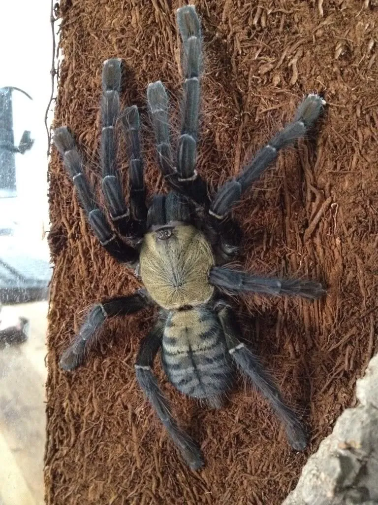 24089 psychedelic earth tiger tarantula 4