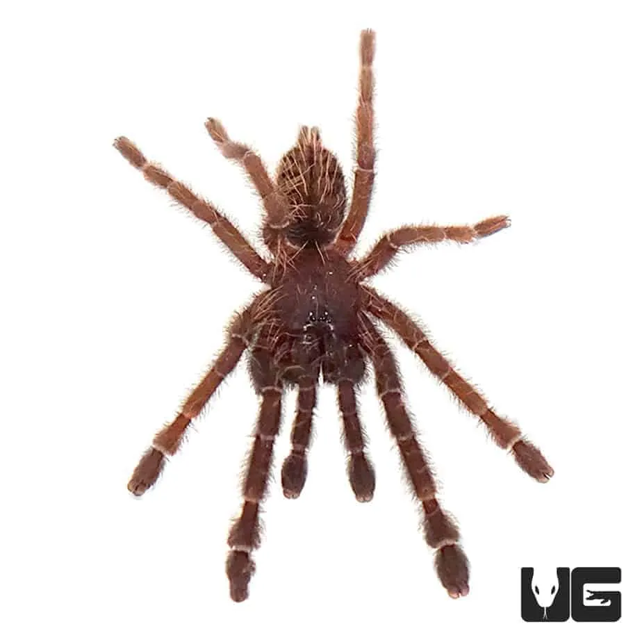 24089 psychedelic earth tiger tarantula 5