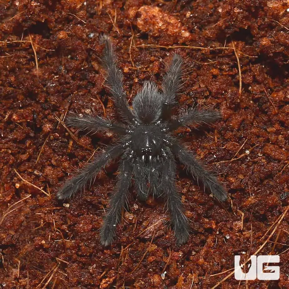 24089 psychedelic earth tiger tarantula 6