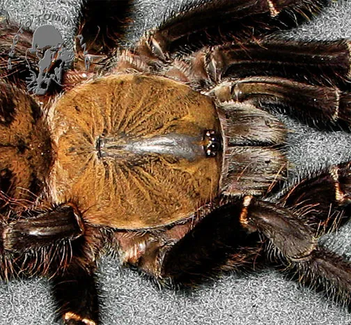 /img/24089-psychedelic-earth-tiger-tarantula-7.webp