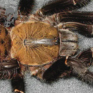 /img/24089-psychedelic-earth-tiger-tarantula-7.webp