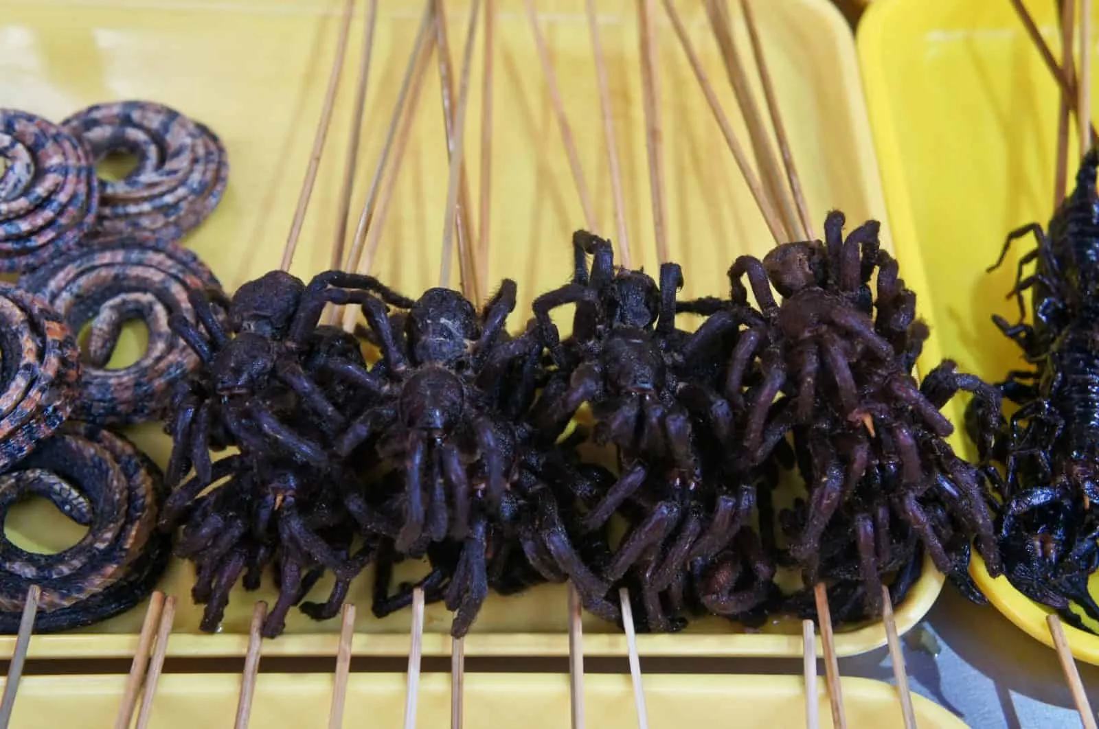 24090 tarantula grilling