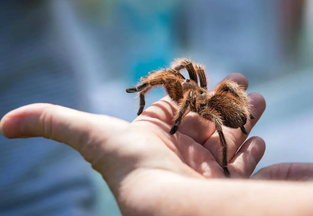 24092 reptile encounters bristol