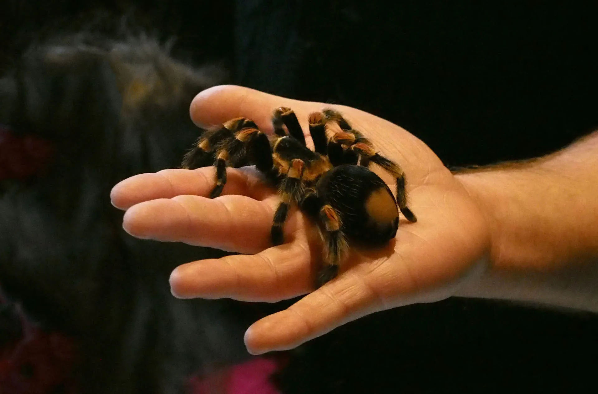 24092 reptile zoo london