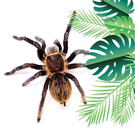 24095 tarantula enclosure size