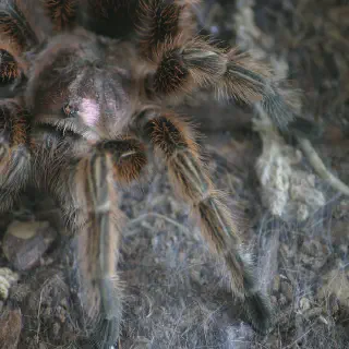 /img/24095-tarantula-feeding-prey.webp