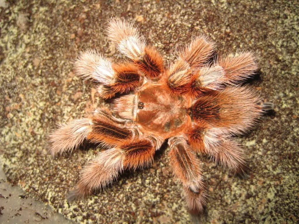 24095 tarantula substrate materials