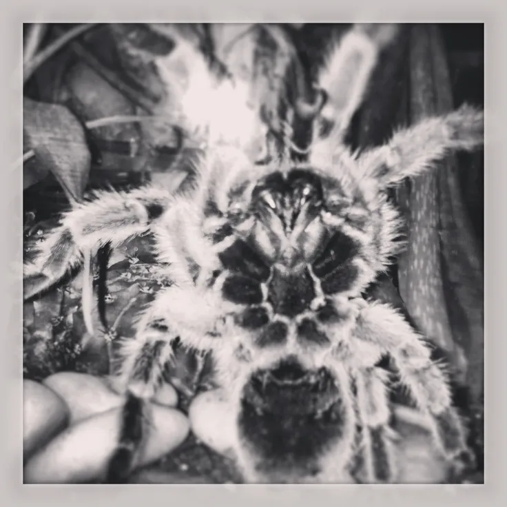 24095 tarantula temperature humidity