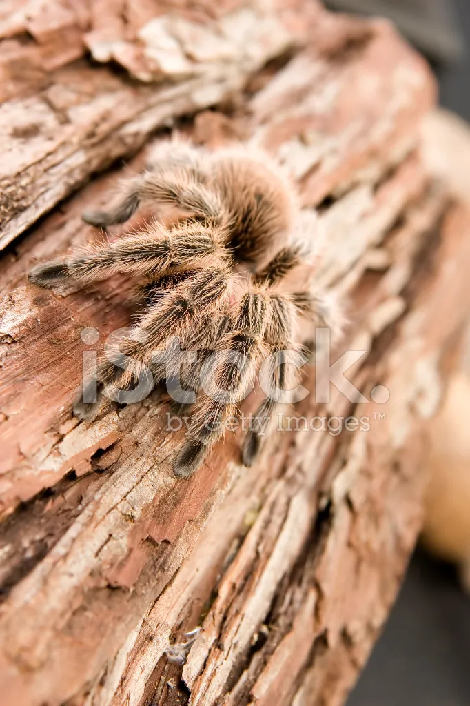 24095 tarantula water dish