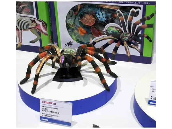 24096 tarantula circulatory system
