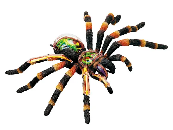 24096 tarantula digestive system