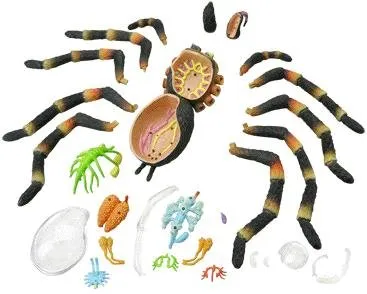 24096 tarantula nervous system