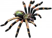 24096 tarantula respiratory system