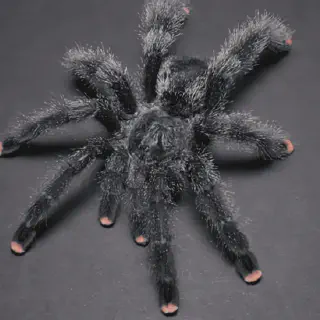 /img/24098-feeding-pinktoe-tarantulas.webp